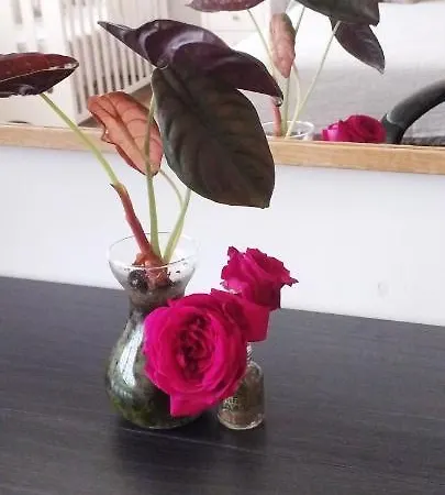 Apartment Idafe *